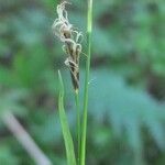 Carex sempervirens Λουλούδι