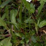 Androsace obtusifolia Libunga