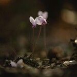 Cyclamen hederifoliumപുഷ്പം