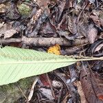 Cleidion macrophyllum موطن