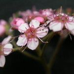 Spiraea bella