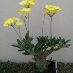 Pachypodium rosulatum Квітка