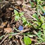 Lysimachia foeminaFlower