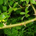 Rosa setigera Corteccia