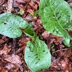 Arum maculatum Foglia