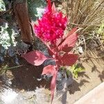 Celosia argenteaΛουλούδι