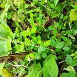 Cyathula prostrata Blatt