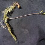Utricularia intermedia आदत