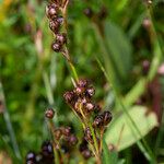 Juncus gerardi 整株植物