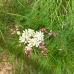 Filipendula vulgaris Kvet