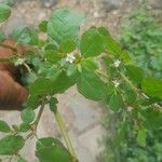 Trianthema portulacastrum Leaf