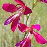 Gladiolus dubius Blüte