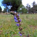 Salvia verbenacaFloare