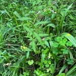 Persicaria mitis Habitus