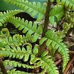 Dryopteris crassirhizoma List