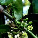 Chrysophyllum cainito Flower