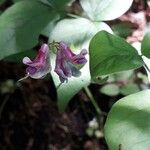 Lathyrus venetus Flower