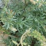Reseda alba Frunză