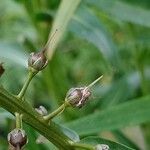 Lysimachia ephemerum Ffrwyth