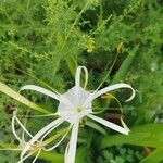 Hymenocallis littoralis Flor