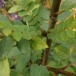 Fraxinus angustifolia Blatt