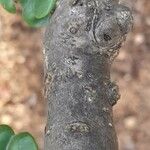 Ligustrum japonicum Bark