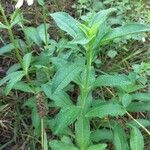 Saponaria officinalis Folla