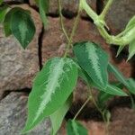 Desmodium uncinatum Leaf