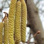 Corylus americana Kukka