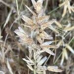 Eragrostis cilianensis Flower