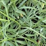 Lobularia maritima Levél