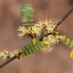 Haplocoelum foliolosum Flower