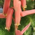 Aloe dorotheae Květ