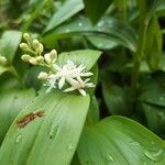 Maianthemum stellatum Floare