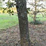 Quercus marilandica Corteza