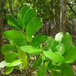 Zanthoxylum pancheri Hoja