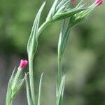 Silene lydia Flower