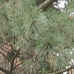 Pinus peuce List