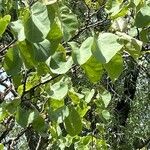 Cercis occidentalis Hostoa