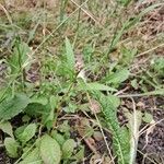 Persicaria maculosa Blüte