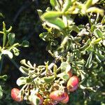 Searsia undulata Frukt