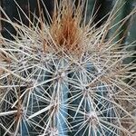 Pilosocereus machrisii Leaf