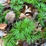 Lycopodium digitatum Lehti