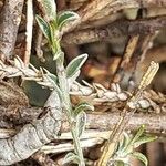 Cytisus decumbens Hoja