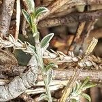 Cytisus decumbens Blad