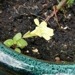 Mimulus glabratus Flor