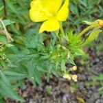 Oenothera biennisКветка