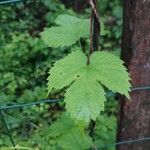 Humulus lupulusপাতা