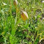 Fritillaria gussichiae Flor