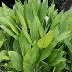 Curcuma longa 葉